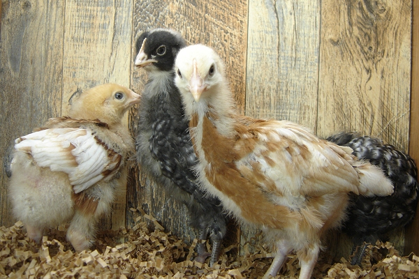 4 of 8 Pullet Chicks Week 3